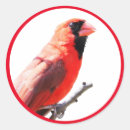 Buscar cardinales pegatinas Naturaleza