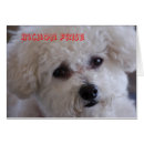Buscar bichon Animales