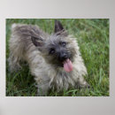 Buscar mojones posters Terrier