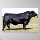 Buscar angus Retrato
