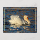 Buscar cisne azul postales Naturaleza