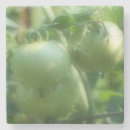 Buscar tomate posavasos Verde