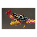 Buscar rana tropical posters Naturaleza