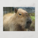 Buscar capybara postales América del sur