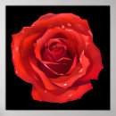 Buscar flores rojas posters Rosa roja