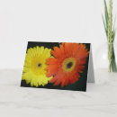 Buscar blanco anaranjado tarjetas Flores
