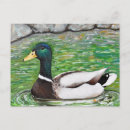 Buscar mallard duck postales Estanque