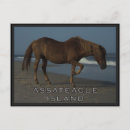 Buscar assateague Caballos salvajes