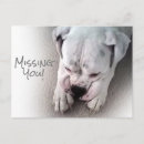 Buscar boxeador postales Perro