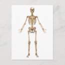 Buscar sistema esquelético postales Fibula