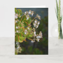 Buscar jade tarjetas Flor