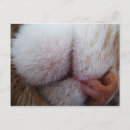 Buscar extremo postales Gatos