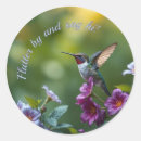 Buscar colibri pegatinas General y unisex
