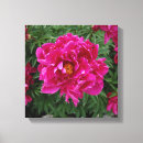 Buscar peony fotografía Para ella