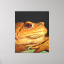 Buscar sapo lienzos Anfibio