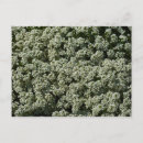 Buscar flor blanco postales Bonito