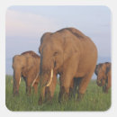 Buscar elefante indio pegatinas Salvaje