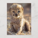 Buscar macho postales Cachorro