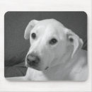 Buscar labrador retriever alfombrillas de raton Gris
