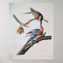 Buscar migratorio Aves
