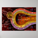 Buscar sistema respiratorio humano posters Alveoli
