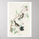 Buscar titmouse posters Pájaro