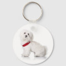 Buscar bichon frise llaveros Para todos