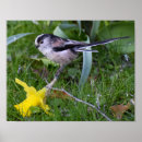 Buscar tetas posters Flores