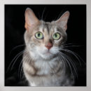 Buscar raro fotografía Gato