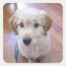 Buscar perrito lindo pegatinas Adorable