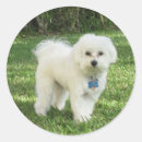 Buscar perro maltés pegatinas Maltipoo
