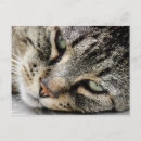 Buscar cara del gato postales Negro