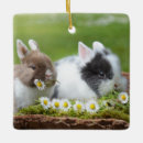 Buscar conejo de pascua adornos Granja