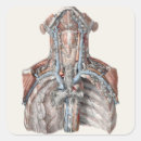 Buscar anatomía humana pegatinas Medicina