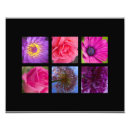 Buscar margaritas rosadas posters General y unisex