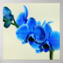 Buscar orchidee Blume