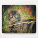 Buscar ojos gatos de alfombrillas de raton Tabú