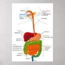 Buscar sistema digestivo humano posters Digestión