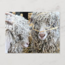 Buscar cabras postales Adorable
