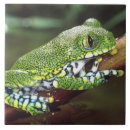 Buscar anfibio azulejos Verde