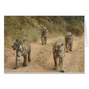 Buscar tigre de bengala real postales Raya