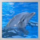 Buscar delfín de bottlenose posters Delfínes