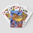 Buscar waxwing Waxwing de cedro