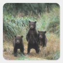 Buscar oso grizzly pegatinas Ak