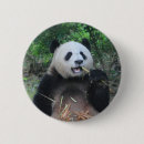 Buscar oso panda chapas Animal