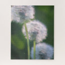 Buscar diente de león puzzles Primavera