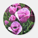 Buscar tulips imanes Tulipanes