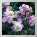 Buscar columbine posters Colorado