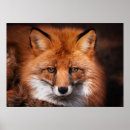 Buscar animal posters infantiles General y unisex