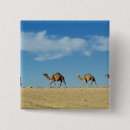Buscar camellos chapas Desierto